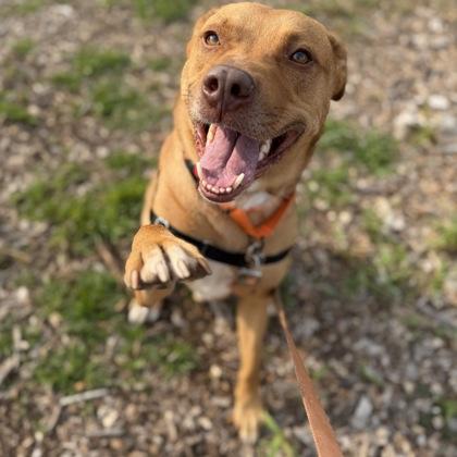 Charlie, a Adoptable mixed breed in Janesville, WI image 3/3