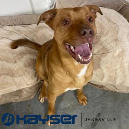 Enlarge Charlie, a Adoptable mixed breed in Janesville, WI image 2/3