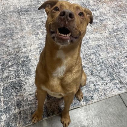 Enlarge Charlie, a Adoptable mixed breed in Janesville, WI image 3/3