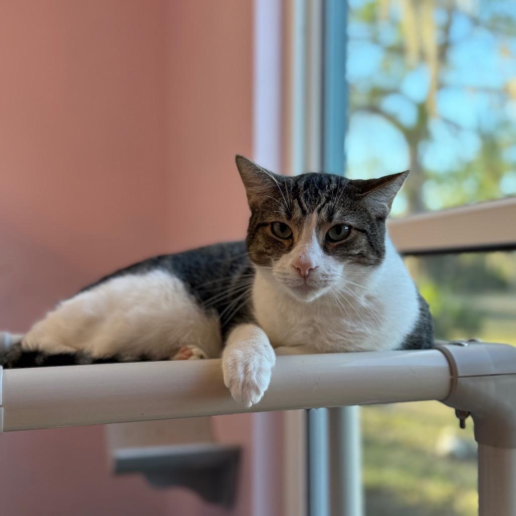 Franklin, Adoptable, Adult Male Domestic Short Hair.