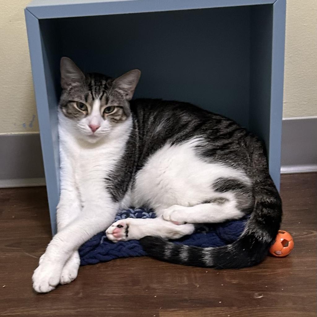 Enlarge Franklin, a Adoptable Domestic Short Hair image 1/6