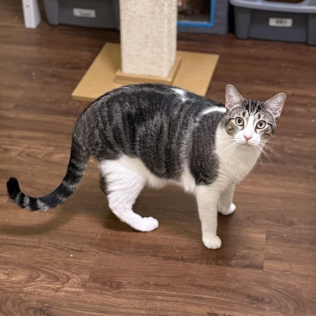 Enlarge Franklin, a Adoptable Domestic Short Hair image 2/6