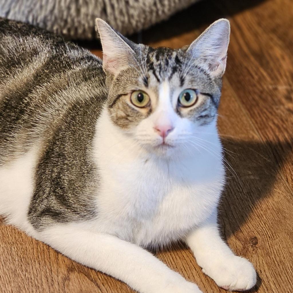 Enlarge Franklin, a Adoptable Domestic Short Hair image 3/6