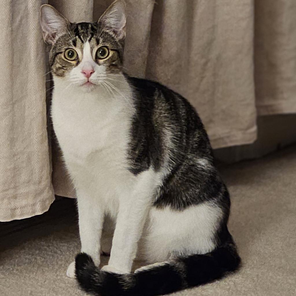 Enlarge Franklin, a Adoptable Domestic Short Hair image 4/6