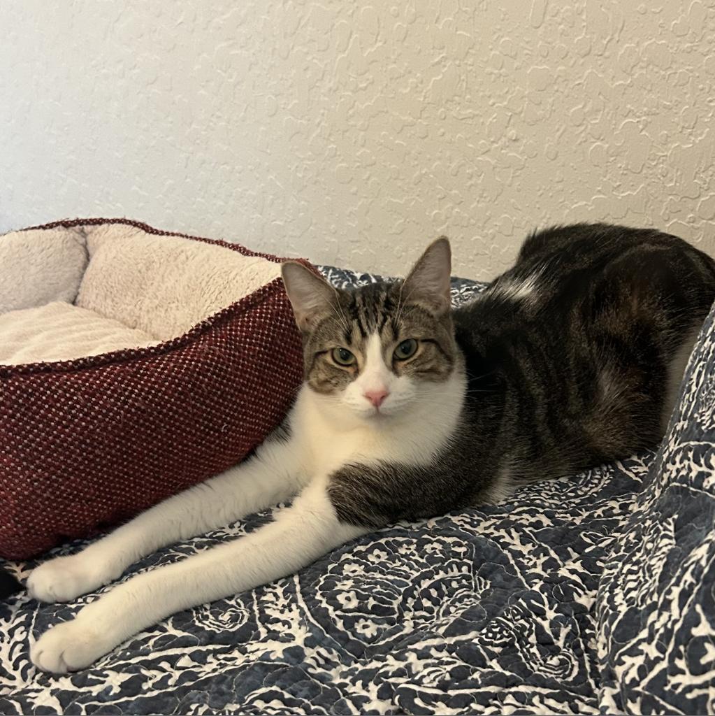 Enlarge Franklin, a Adoptable Domestic Short Hair image 5/6