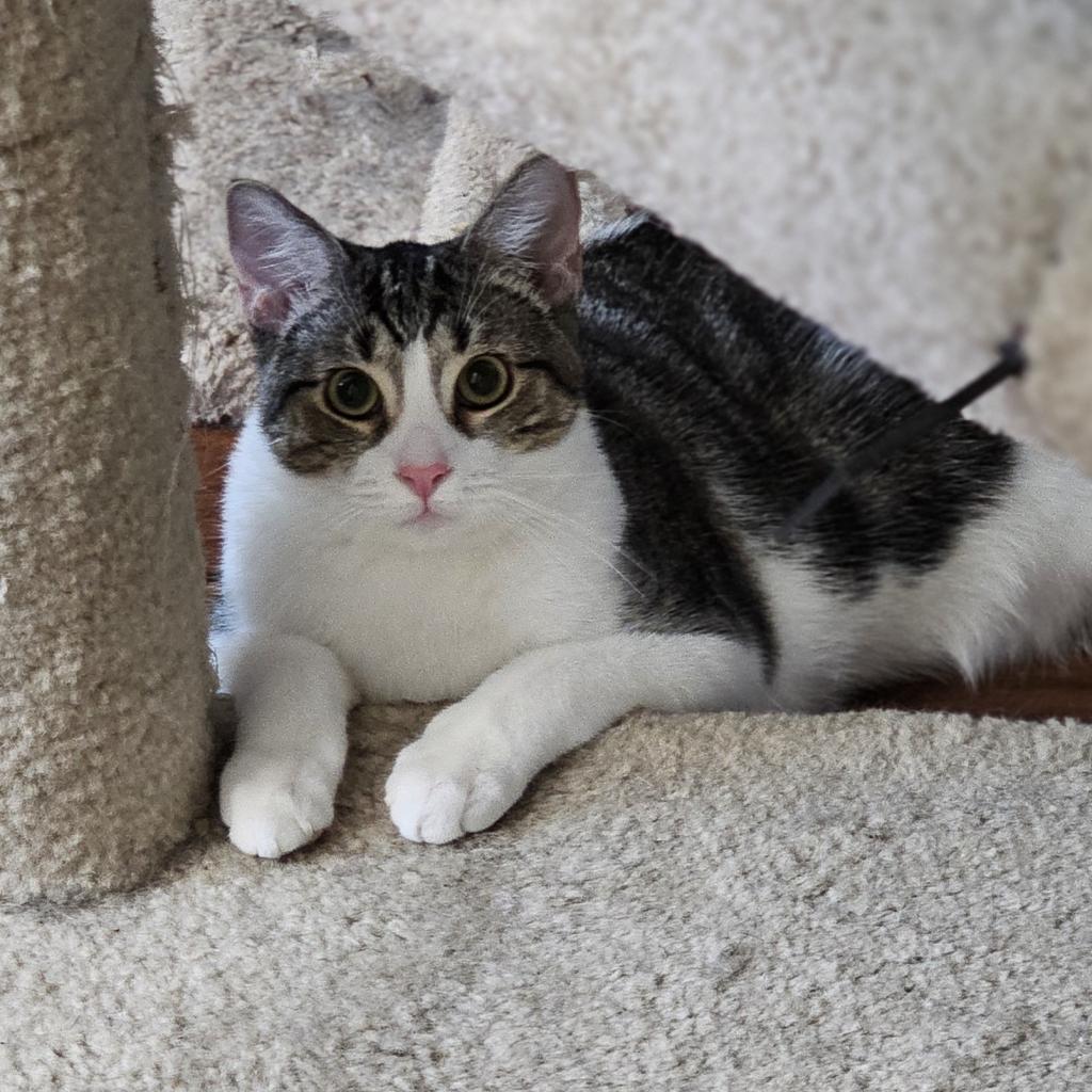 Enlarge Franklin, a Adoptable Domestic Short Hair image 6/6