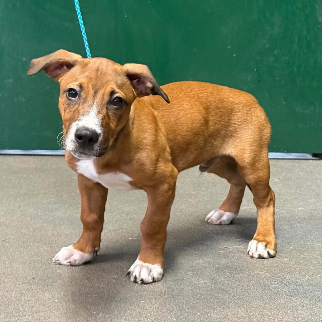 Otis, Adoptable, Puppy Male Mixed Breed.
