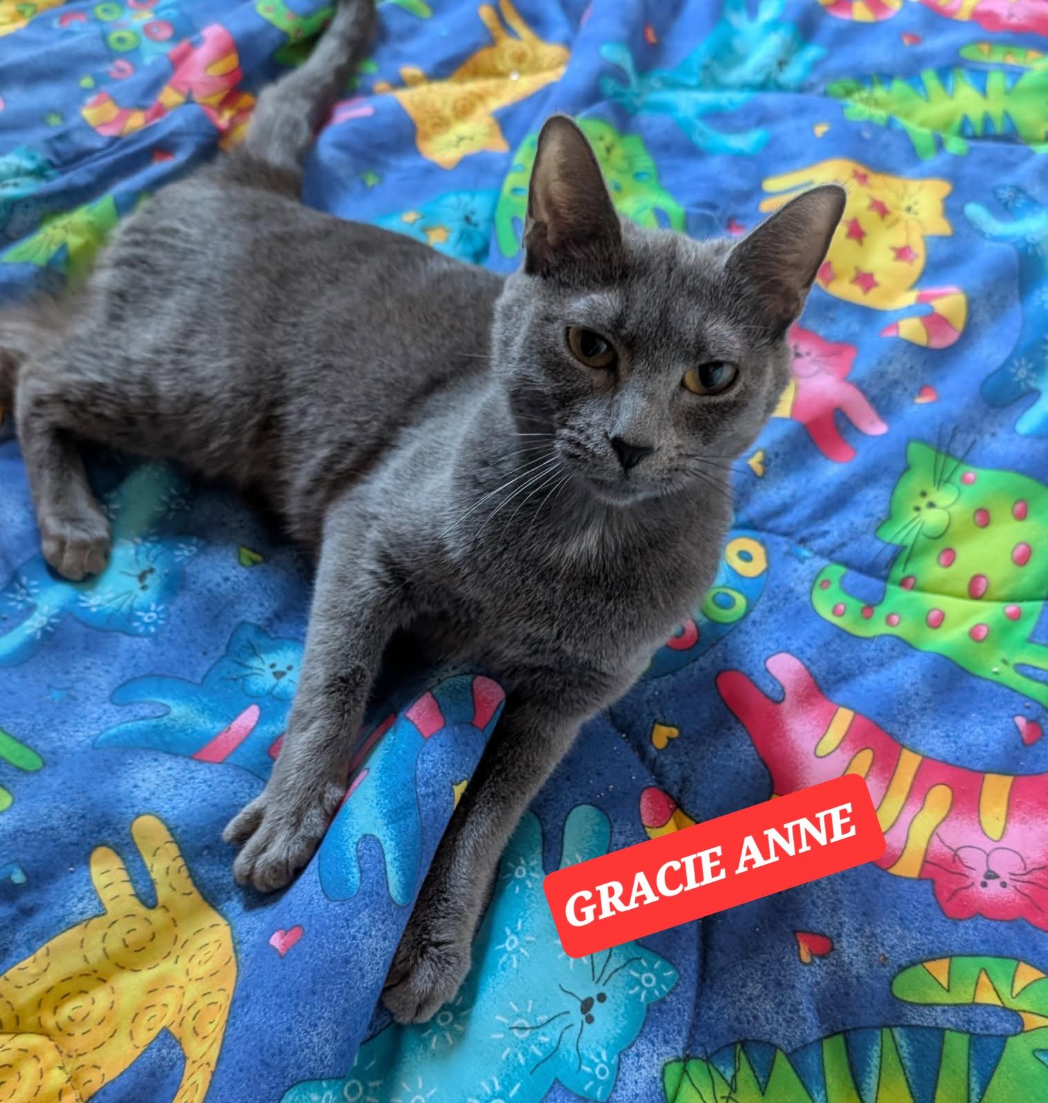 Enlarge GRACIE ANNE, a ADOPTABLE mixed breed in Elgin, SC image 2/4