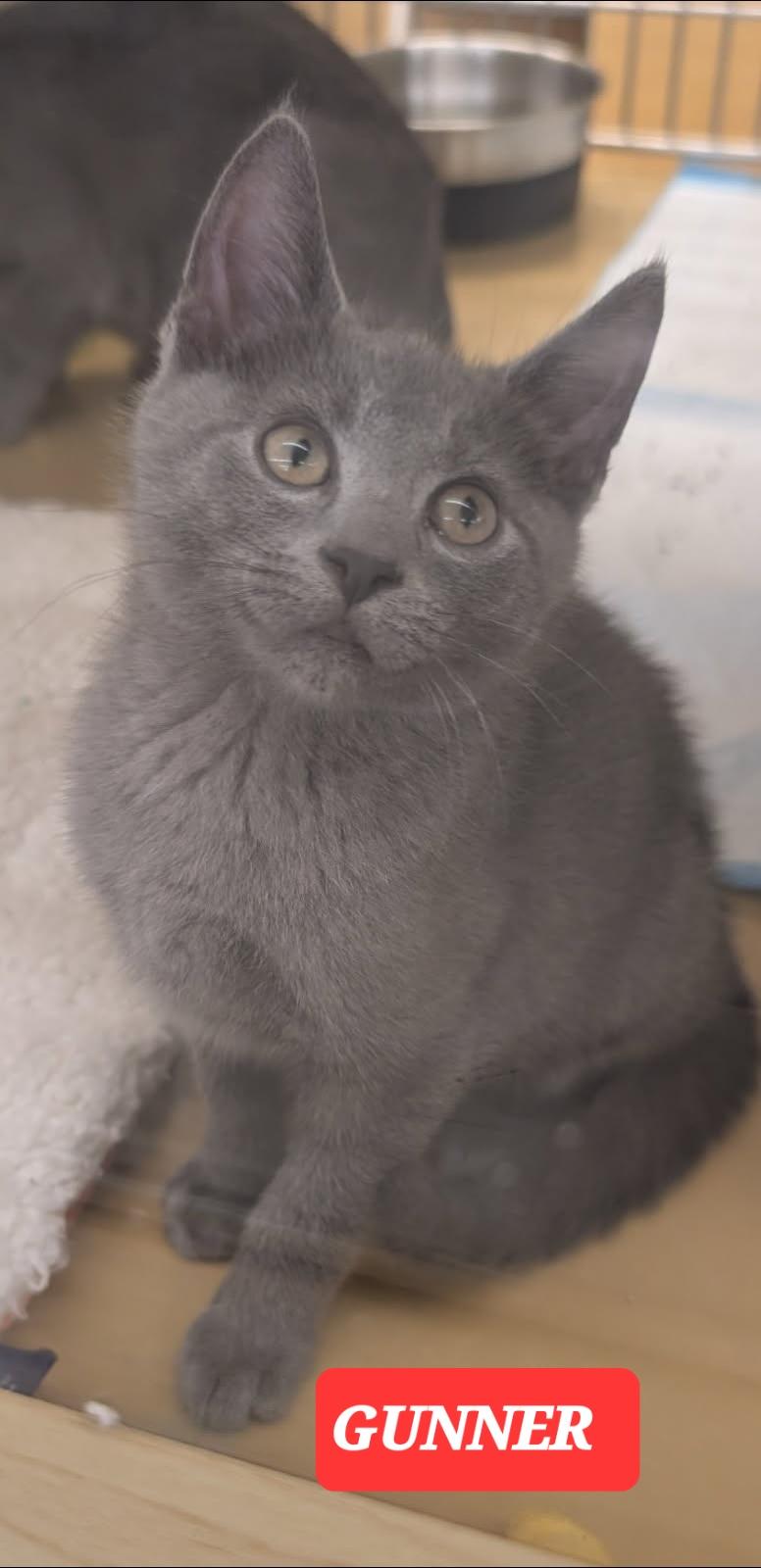 Enlarge GRACIE ANNE, a ADOPTABLE mixed breed in Elgin, SC image 4/4