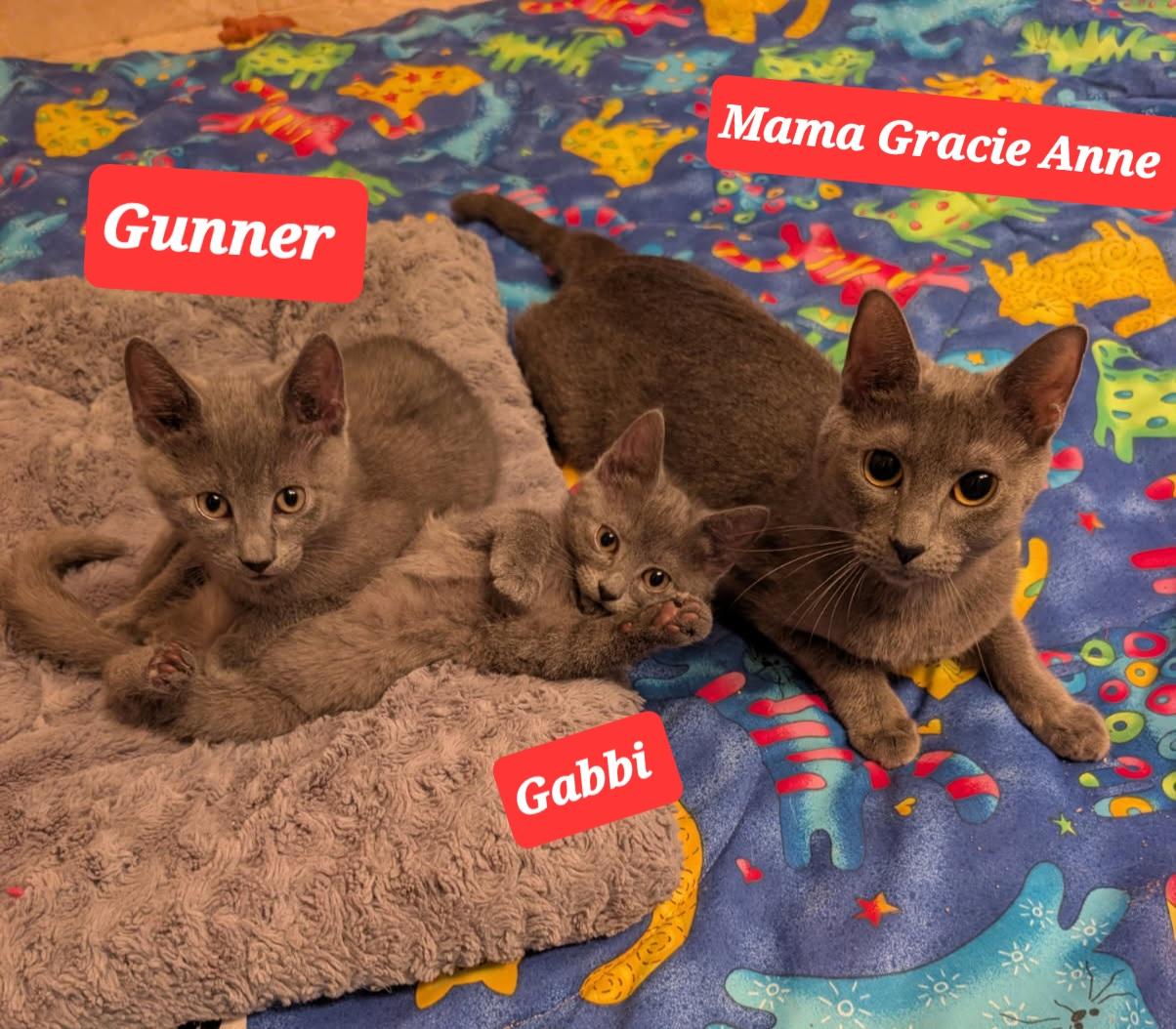 GRACIE ANNE, ADOPTABLE, Young Female American Shorthair & Russian Blue.