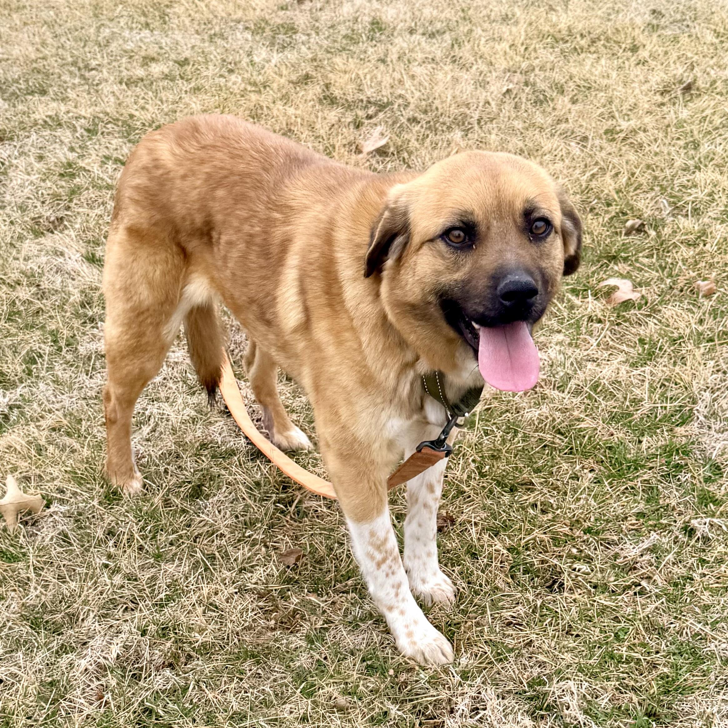 Enlarge Jackie, an adoptable mixed breed in Albany, MO image 2/6