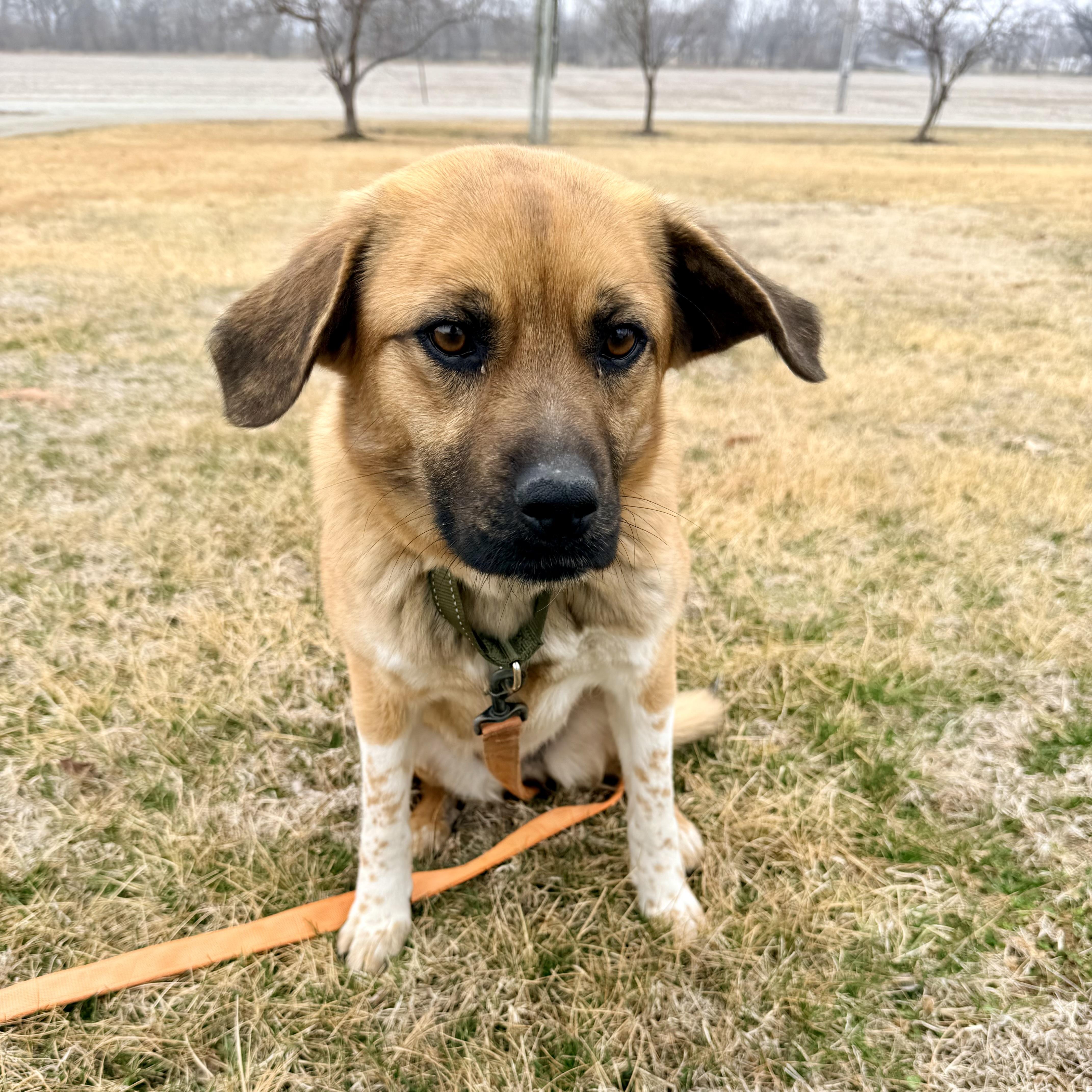 Enlarge Jackie, an adoptable mixed breed in Albany, MO image 5/6