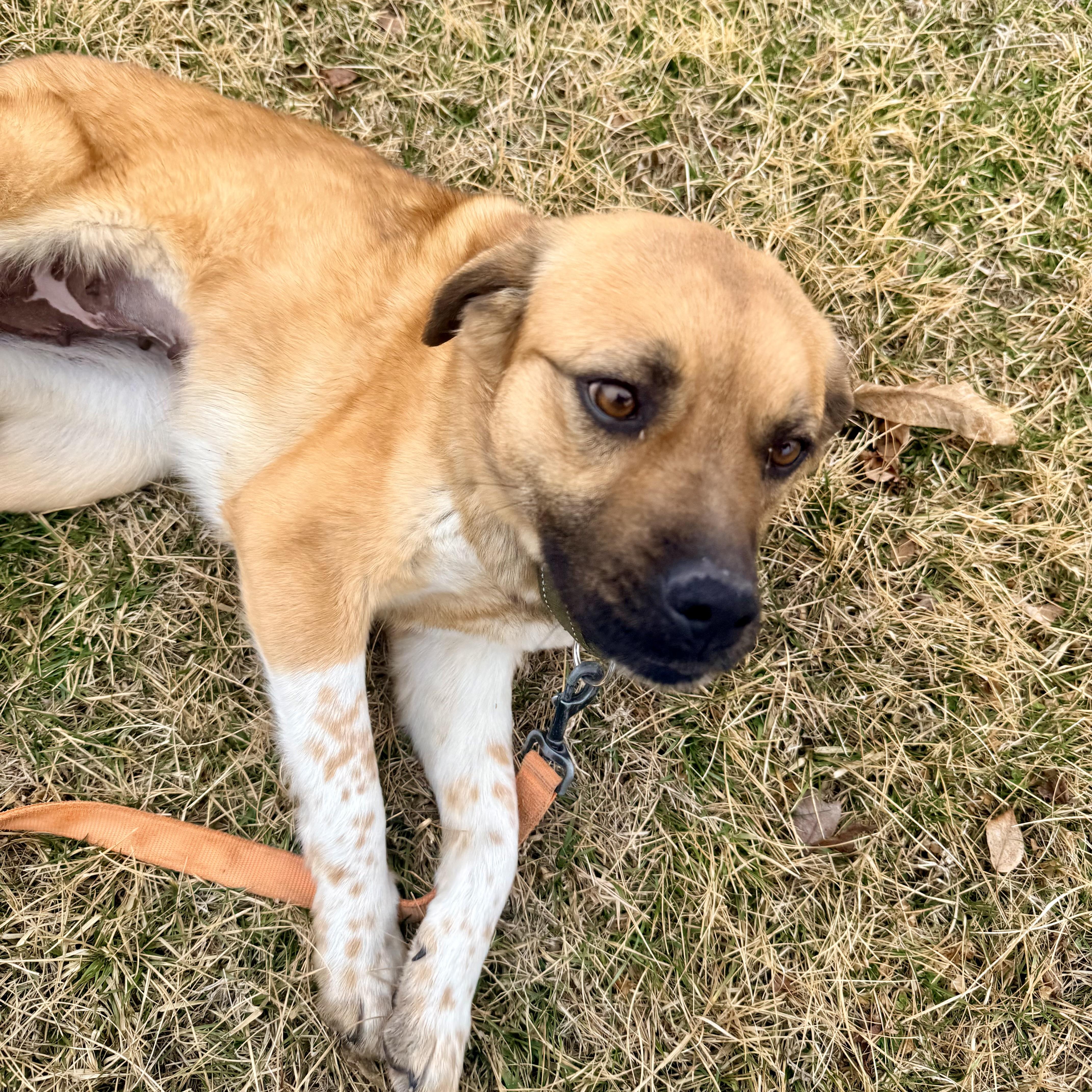 Enlarge Jackie, an adoptable mixed breed in Albany, MO image 3/6