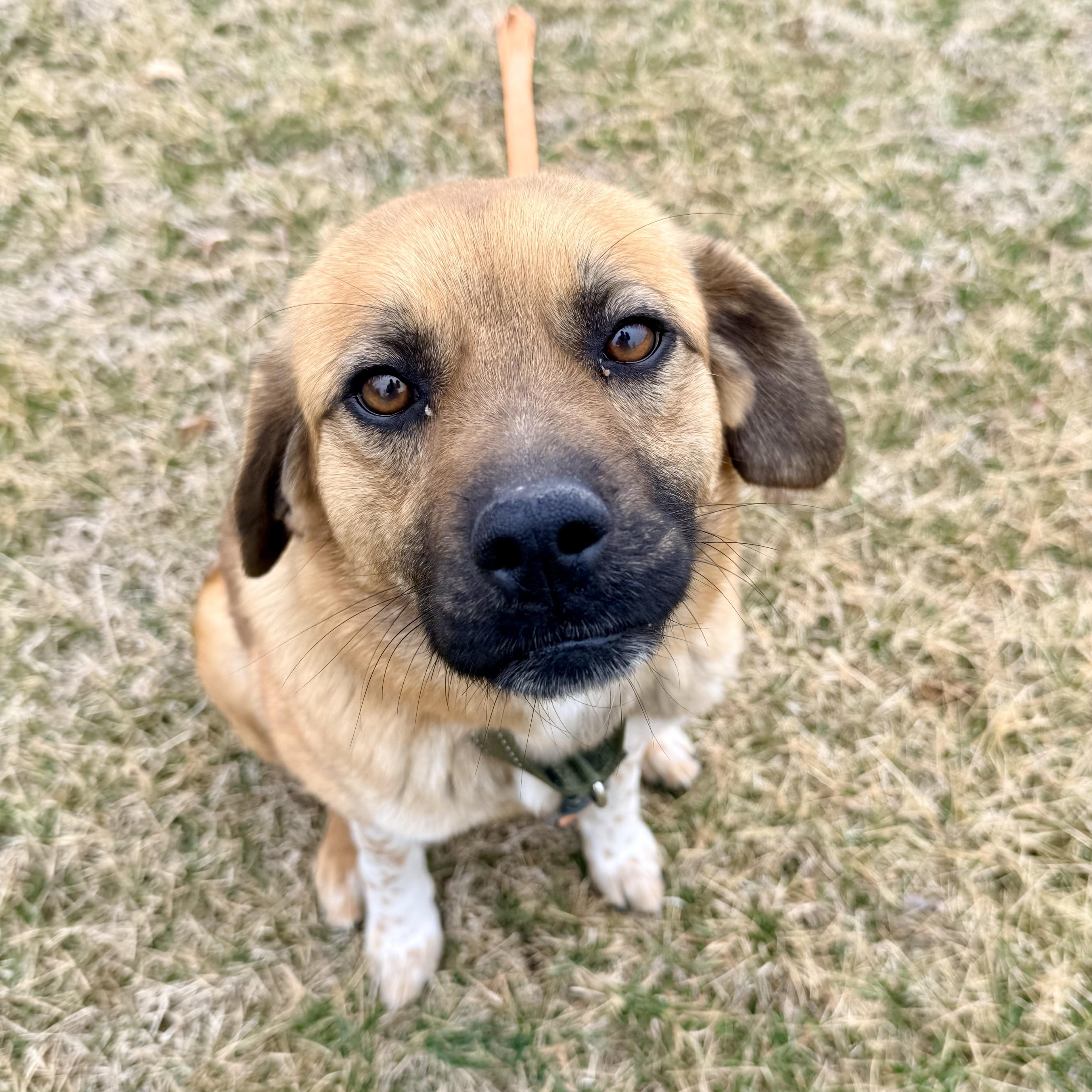 Enlarge Jackie, an adoptable mixed breed in Albany, MO image 6/6
