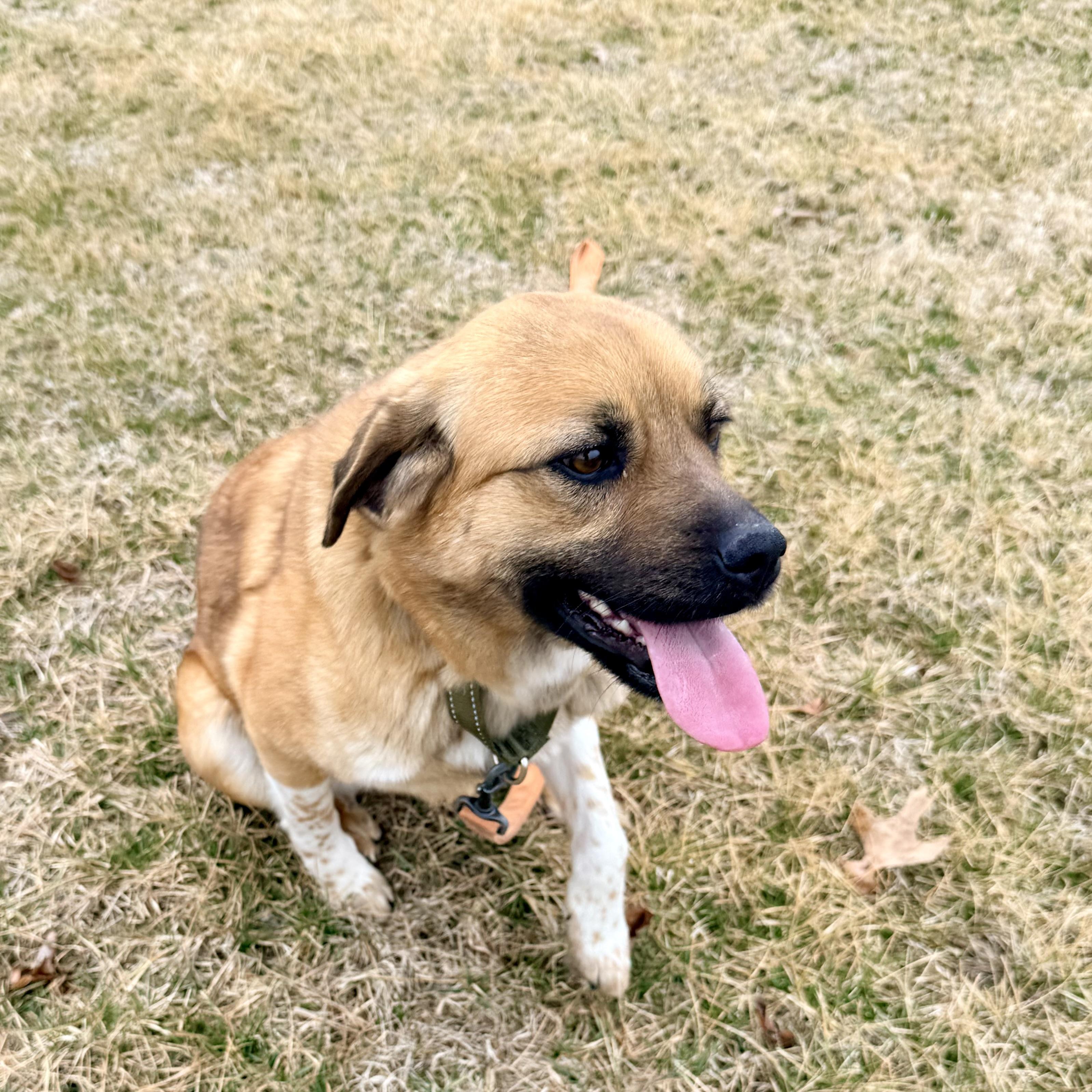 Enlarge Jackie, an adoptable mixed breed in Albany, MO image 4/6