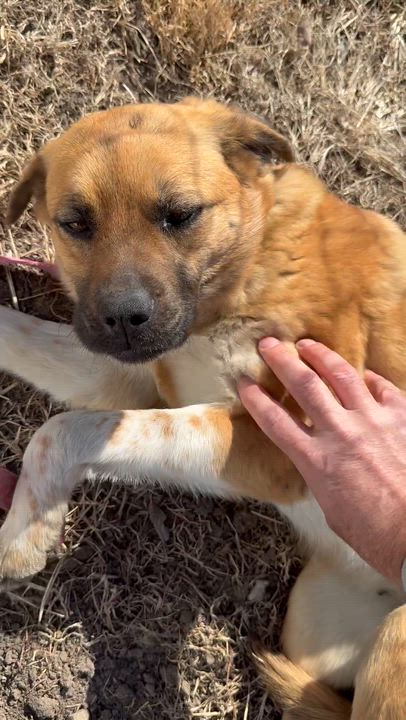 Enlarge Jackie, an adoptable mixed breed in Albany, MO video 1/6