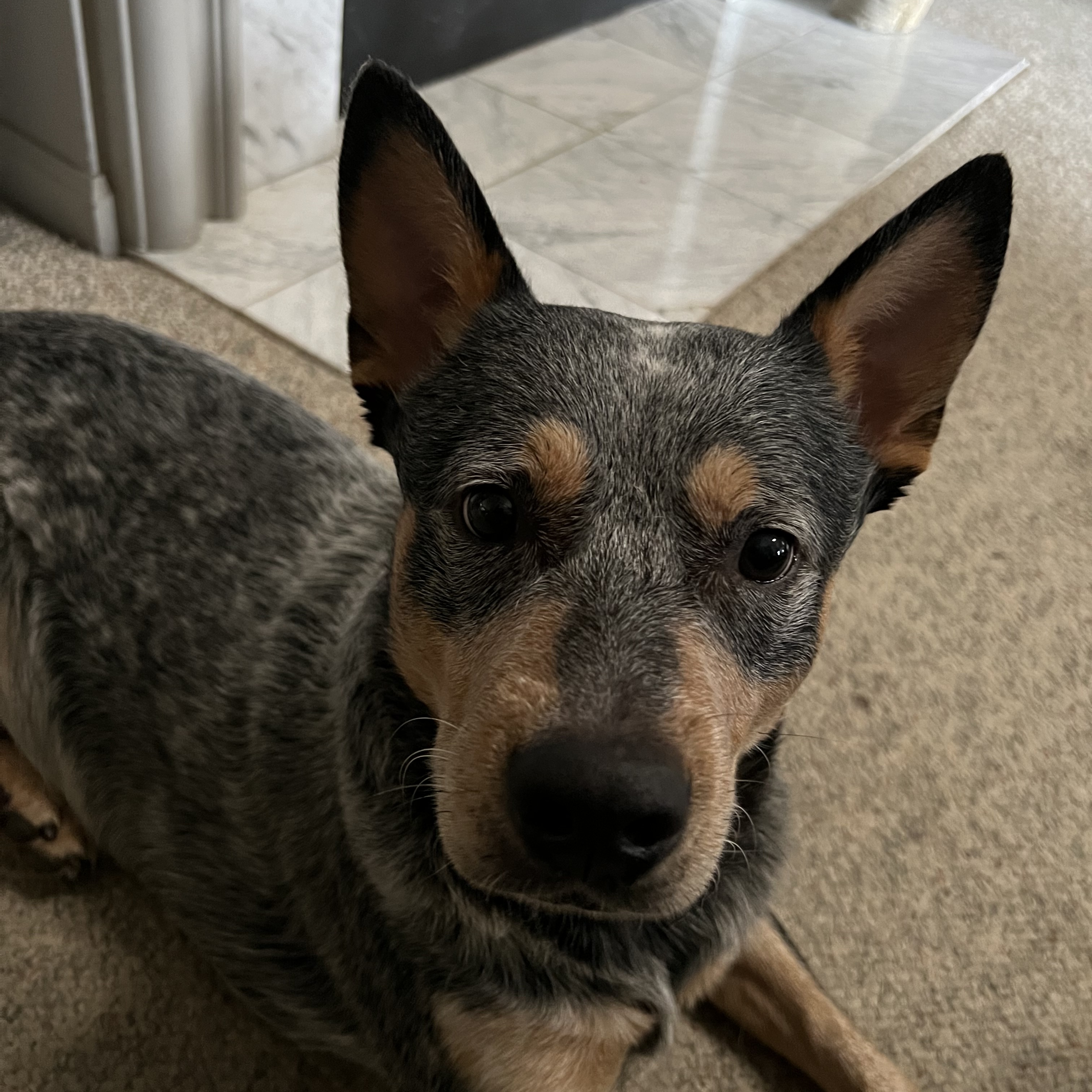 Remi, Adopted, Adult Male Cattle Dog.