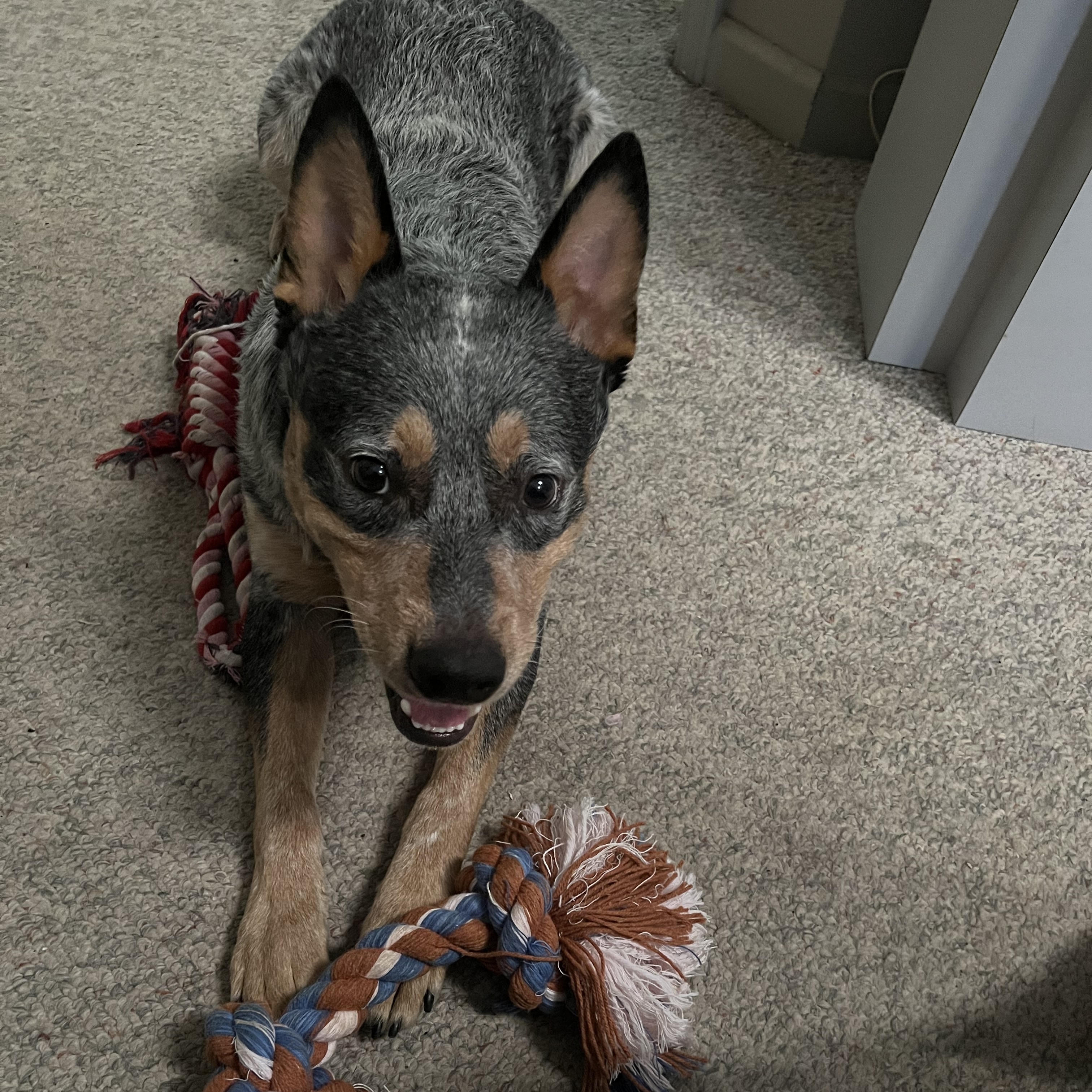 Enlarge Remi, a Adopted Cattle Dog in Peachtree Corners, GA image 2/2
