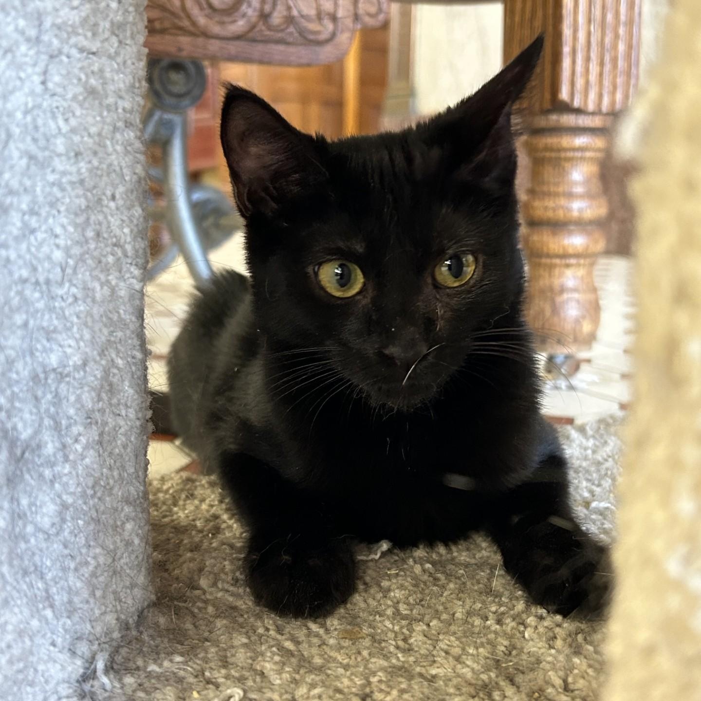 Enlarge Marcy, a Adopted Domestic Short Hair in Springdale, AR image 2/3