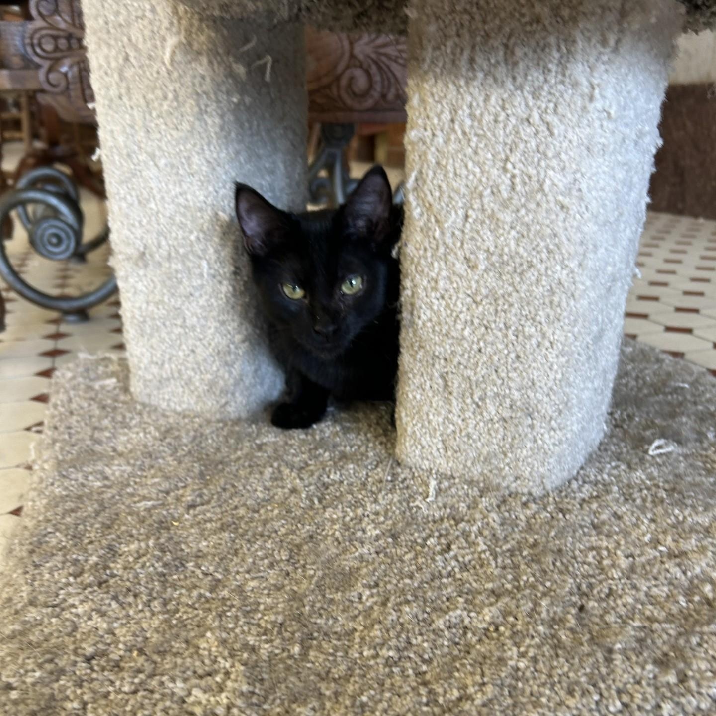 Enlarge Marcy, a Adopted Domestic Short Hair in Springdale, AR image 3/3