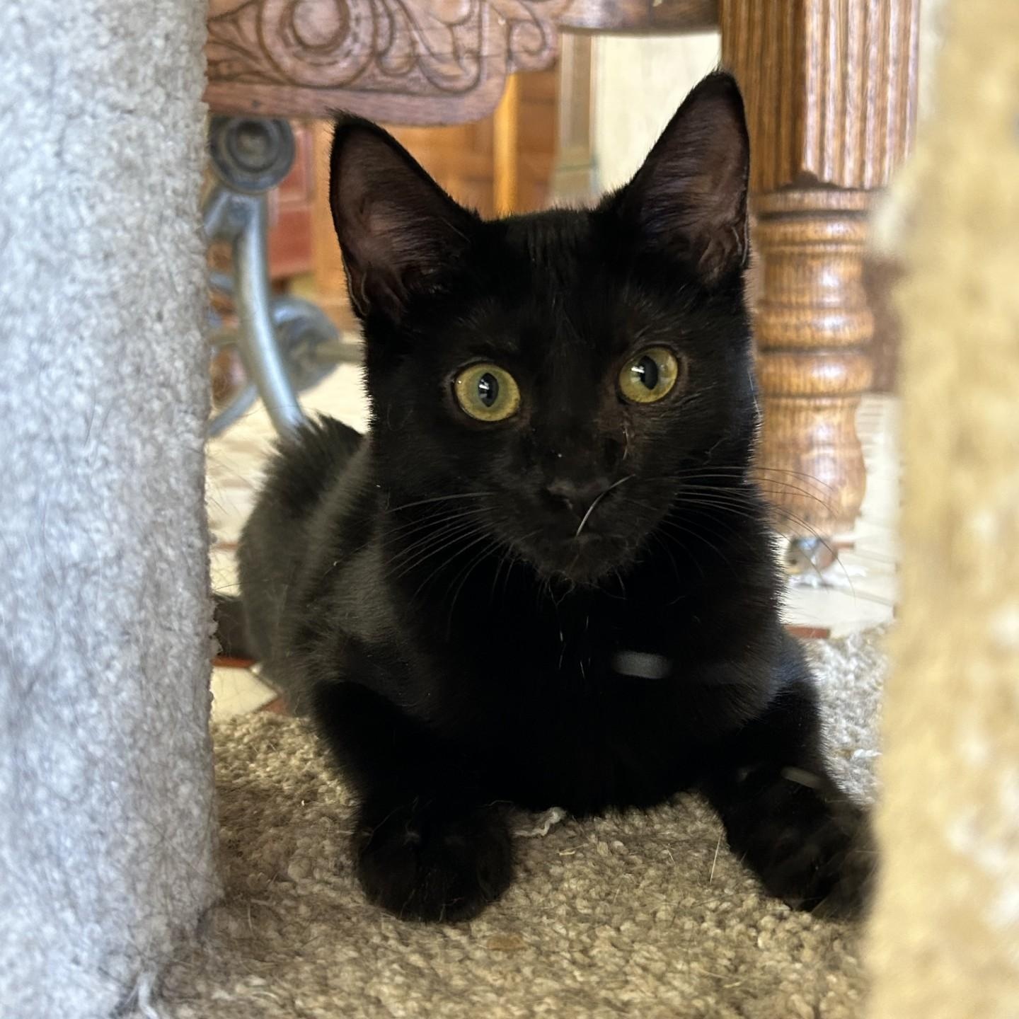 Marcy, Adopted, Kitten Female Domestic Short Hair.