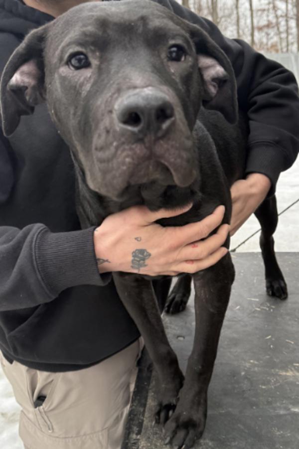 Jax, Adoptable, Adult Female Pit Bull Terrier.