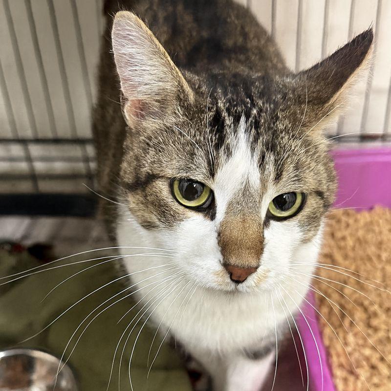 Enlarge Sparky, a Adoptable Domestic Short Hair in Redwood Falls, MN image 1/1