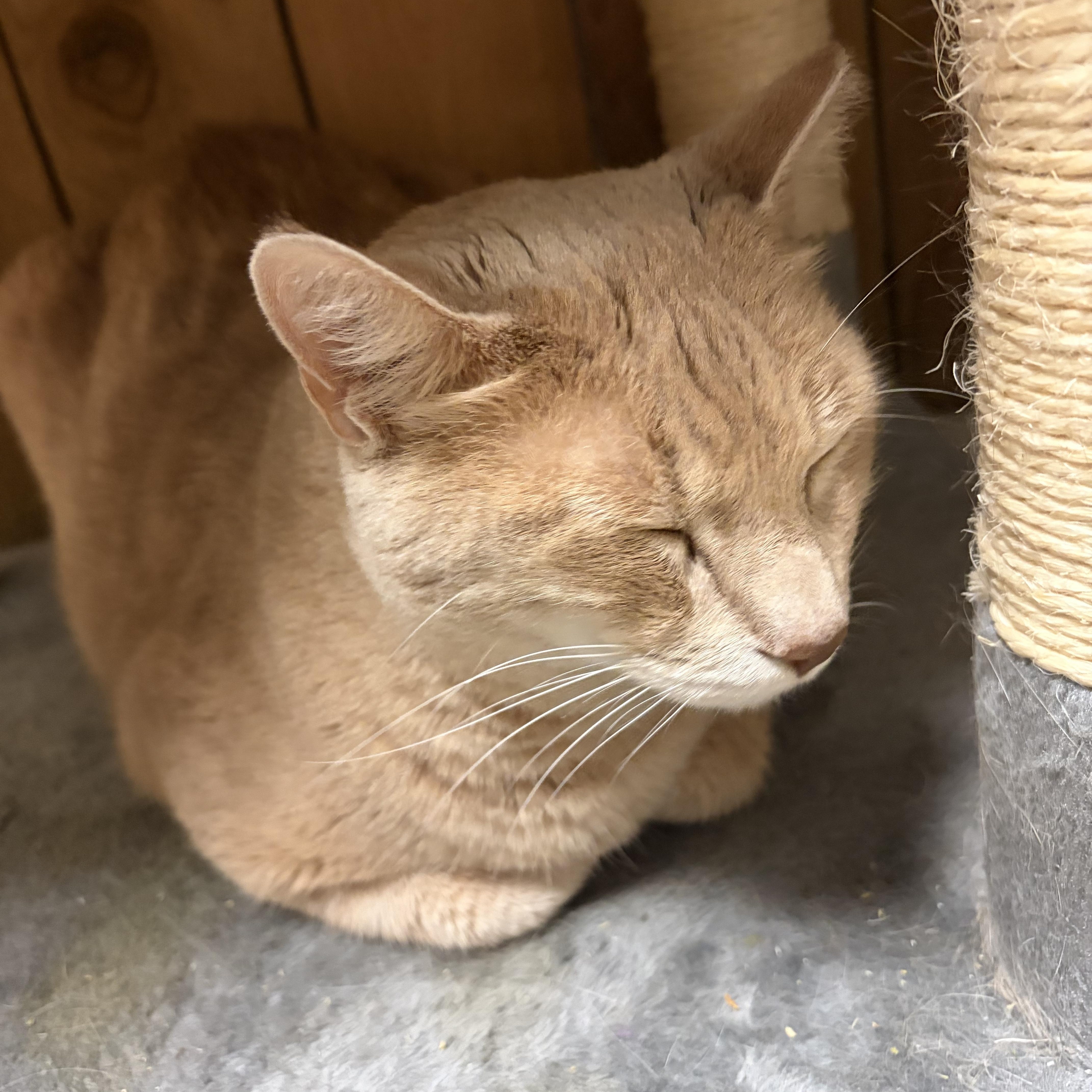 Enlarge Beans, a ADOPTABLE Domestic Short Hair in Spokane, WA image 2/2