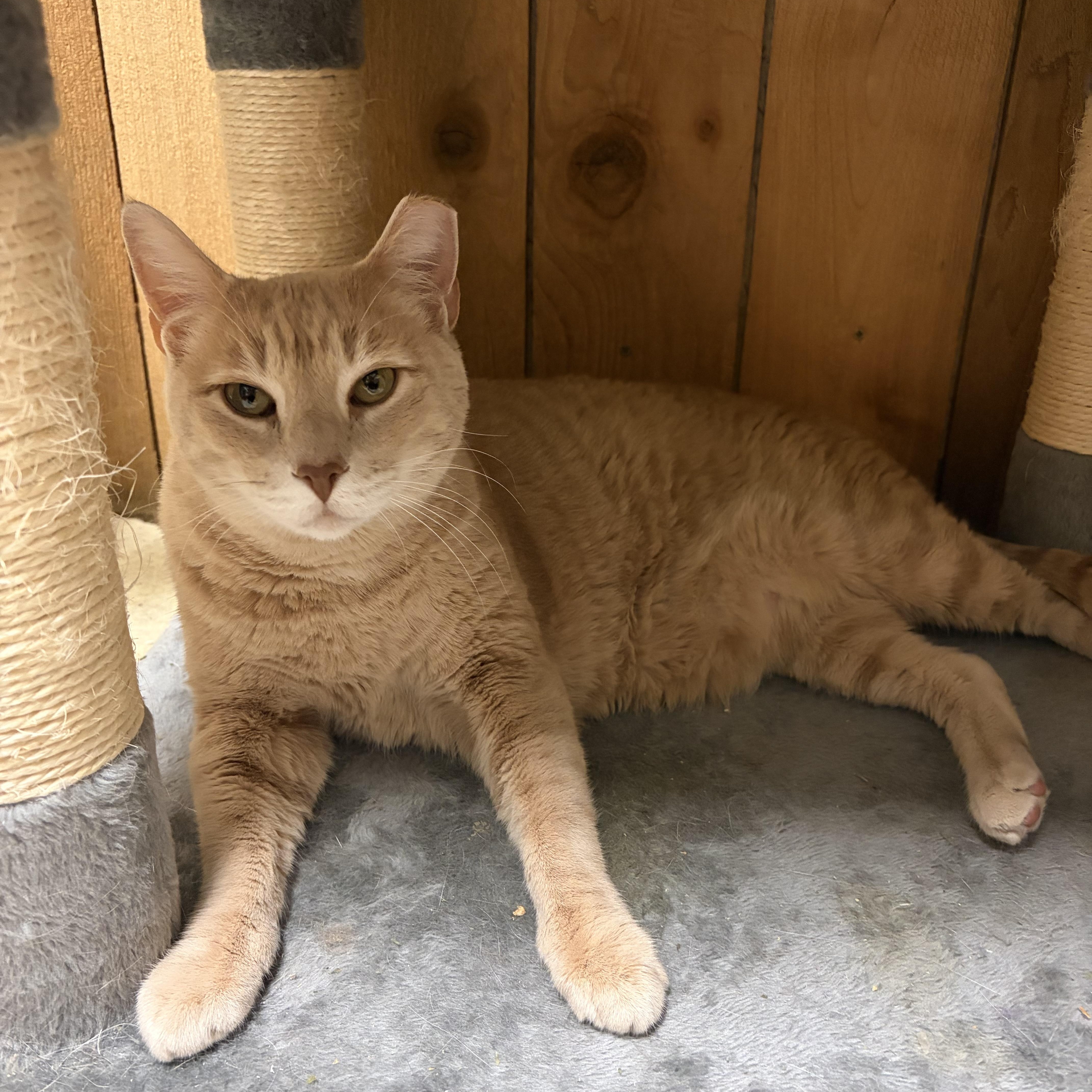 Enlarge Beans, a ADOPTABLE Domestic Short Hair in Spokane, WA image 1/2