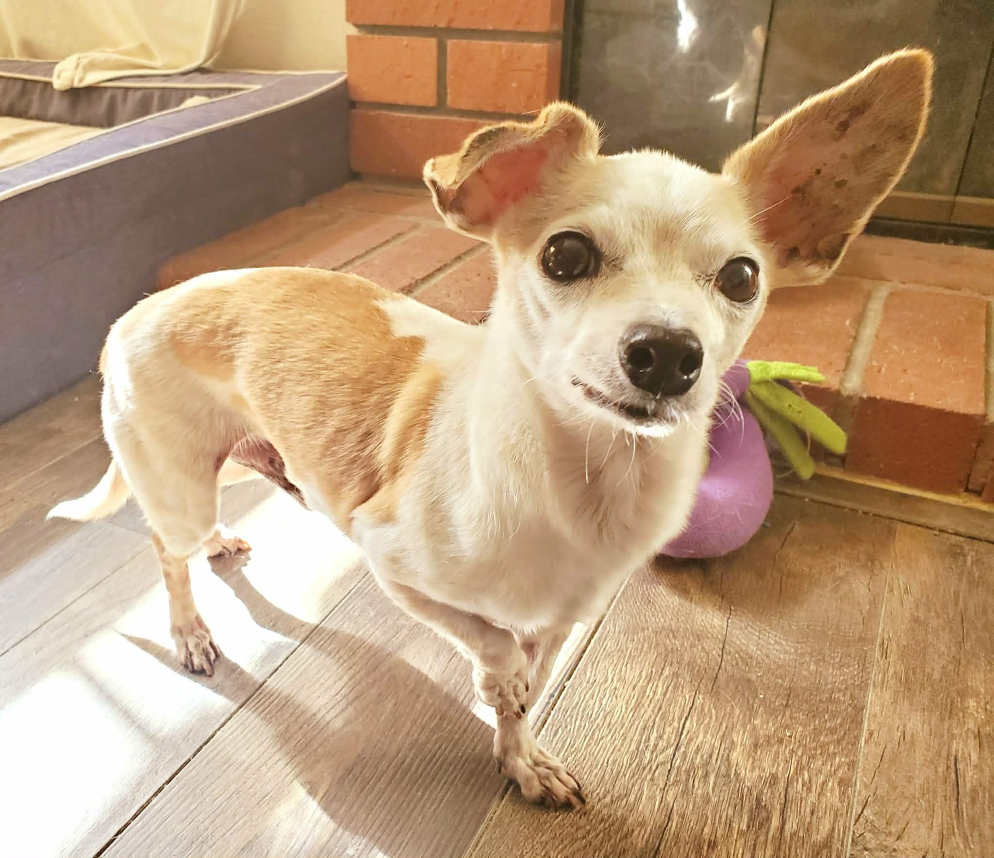 Beatrix and Remy, a ADOPTABLE Chihuahua in Temecula, CA image 6/6