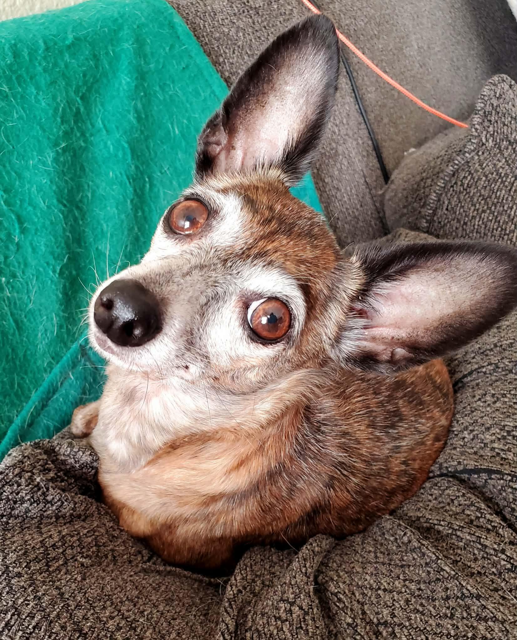 Beatrix and Remy, a ADOPTABLE Chihuahua in Temecula, CA image 4/6