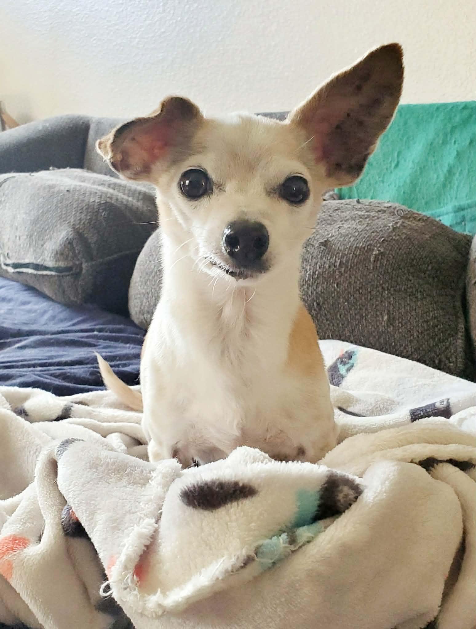 Beatrix and Remy, a ADOPTABLE Chihuahua in Temecula, CA image 5/6