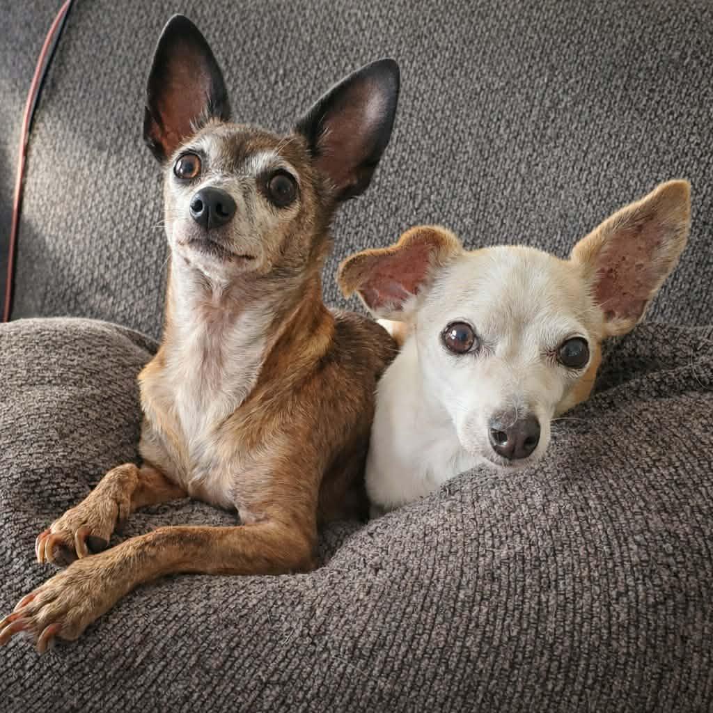 Beatrix and Remy, ADOPTABLE, Senior Female Chihuahua.