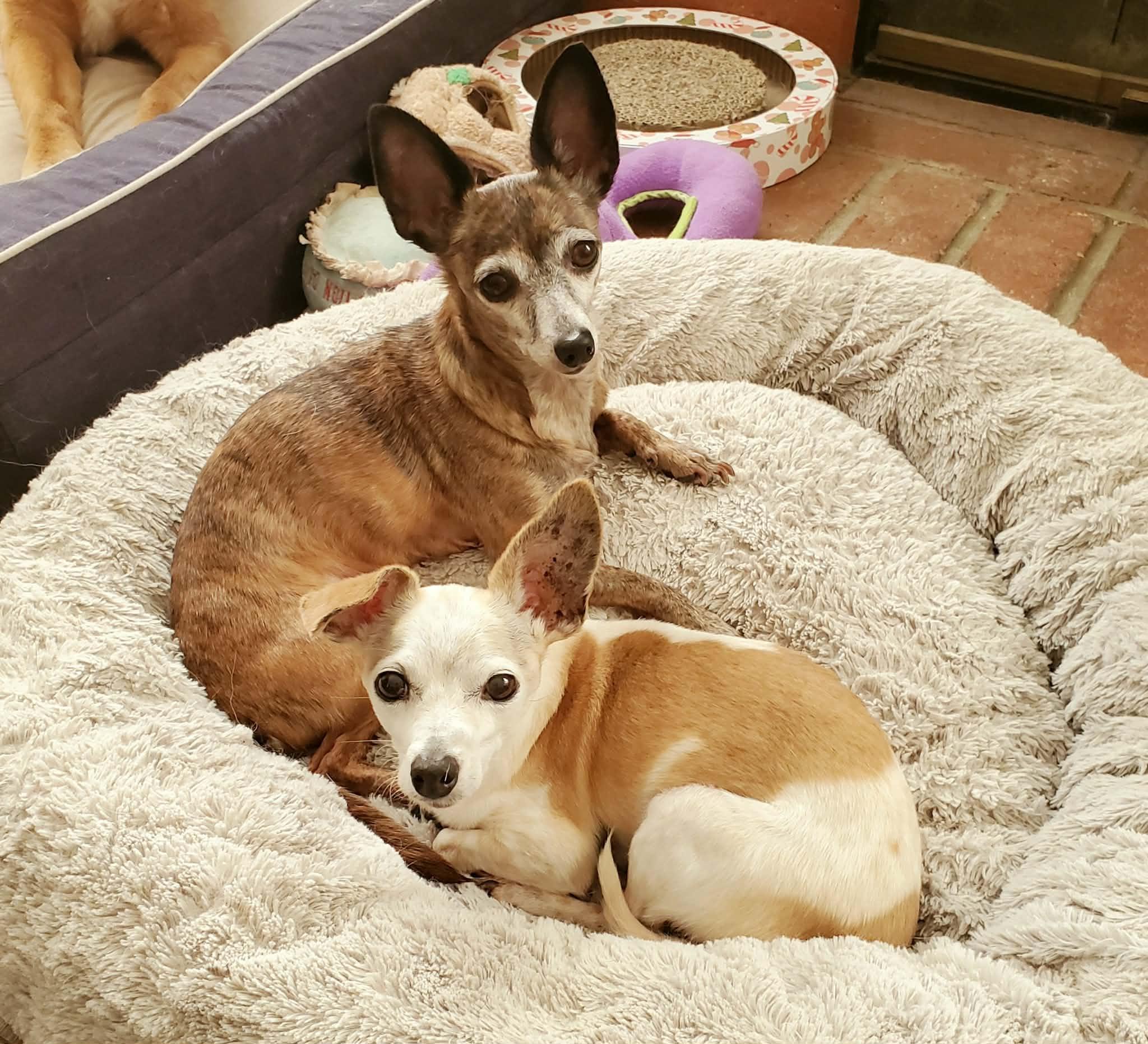 Beatrix and Remy, a ADOPTABLE Chihuahua in Temecula, CA image 2/6