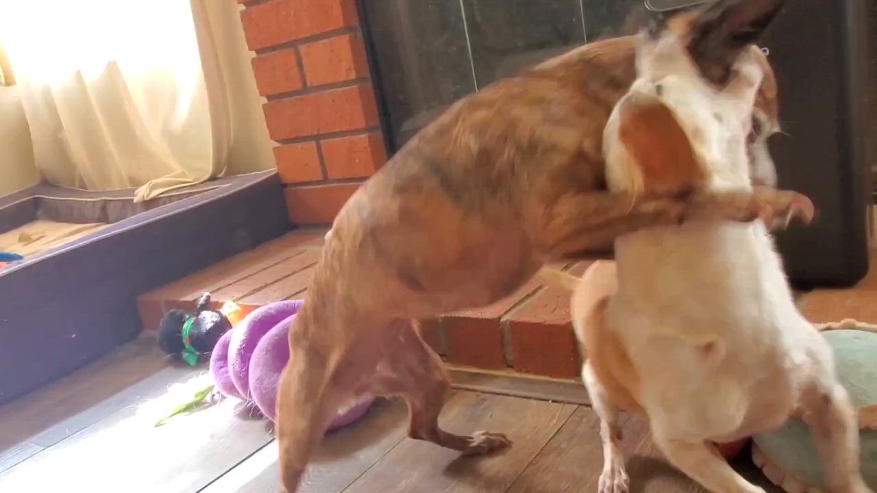 Enlarge Beatrix and Remy, a ADOPTABLE Chihuahua in Temecula, CA video 3/6