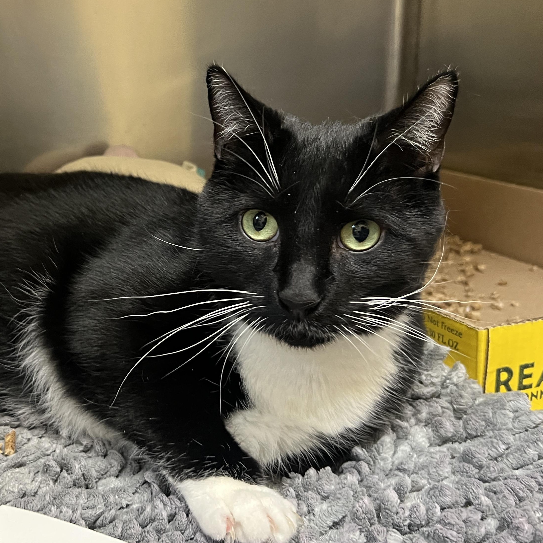 Enlarge Cosmo, a ADOPTABLE Domestic Short Hair in Eatontown, NJ image 1/4