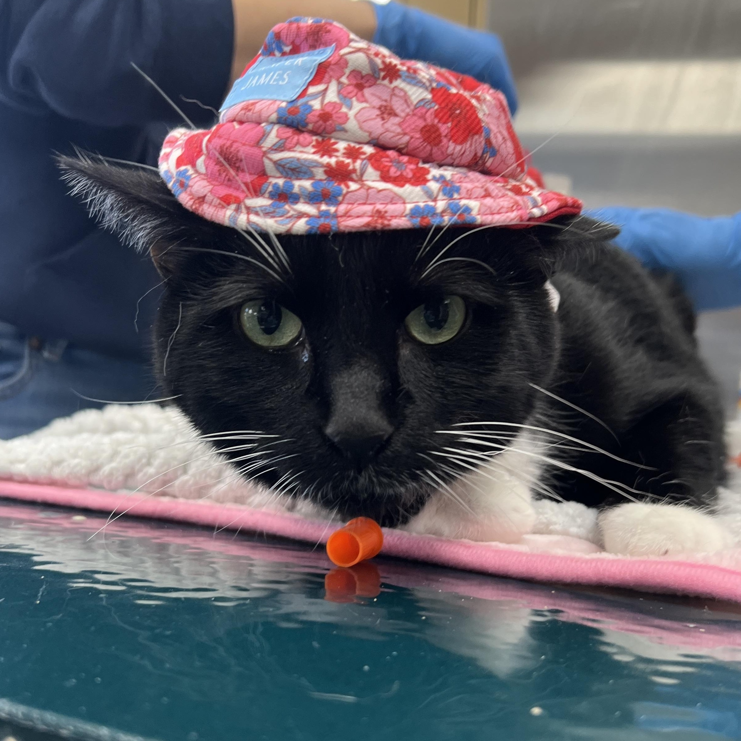 Enlarge Cosmo, a ADOPTABLE Domestic Short Hair in Eatontown, NJ image 4/4