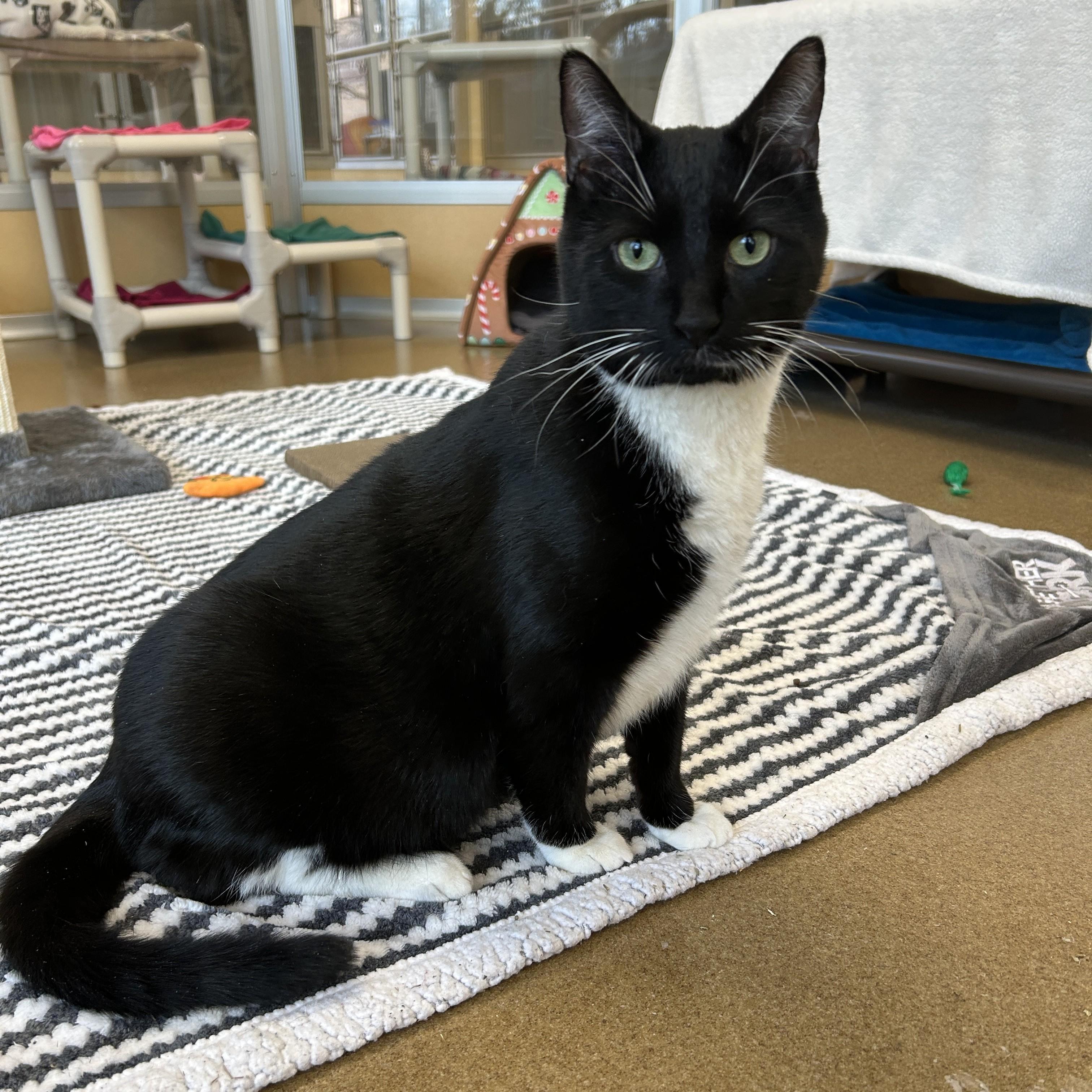 Enlarge Cosmo, an adoptable Domestic Short Hair in Eatontown, NJ image 1/6