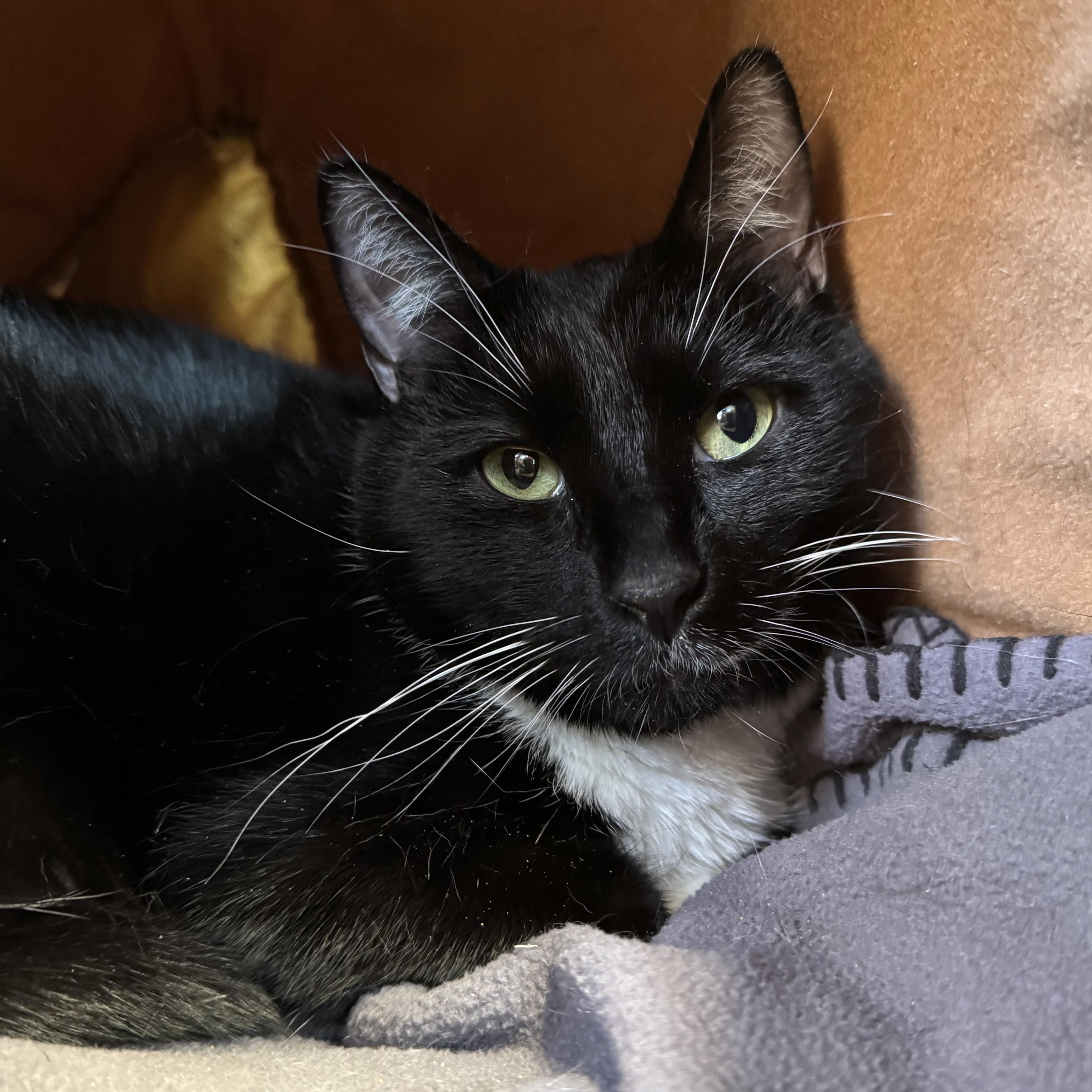 Enlarge Cosmo, a ADOPTABLE Domestic Short Hair in Eatontown, NJ image 3/4