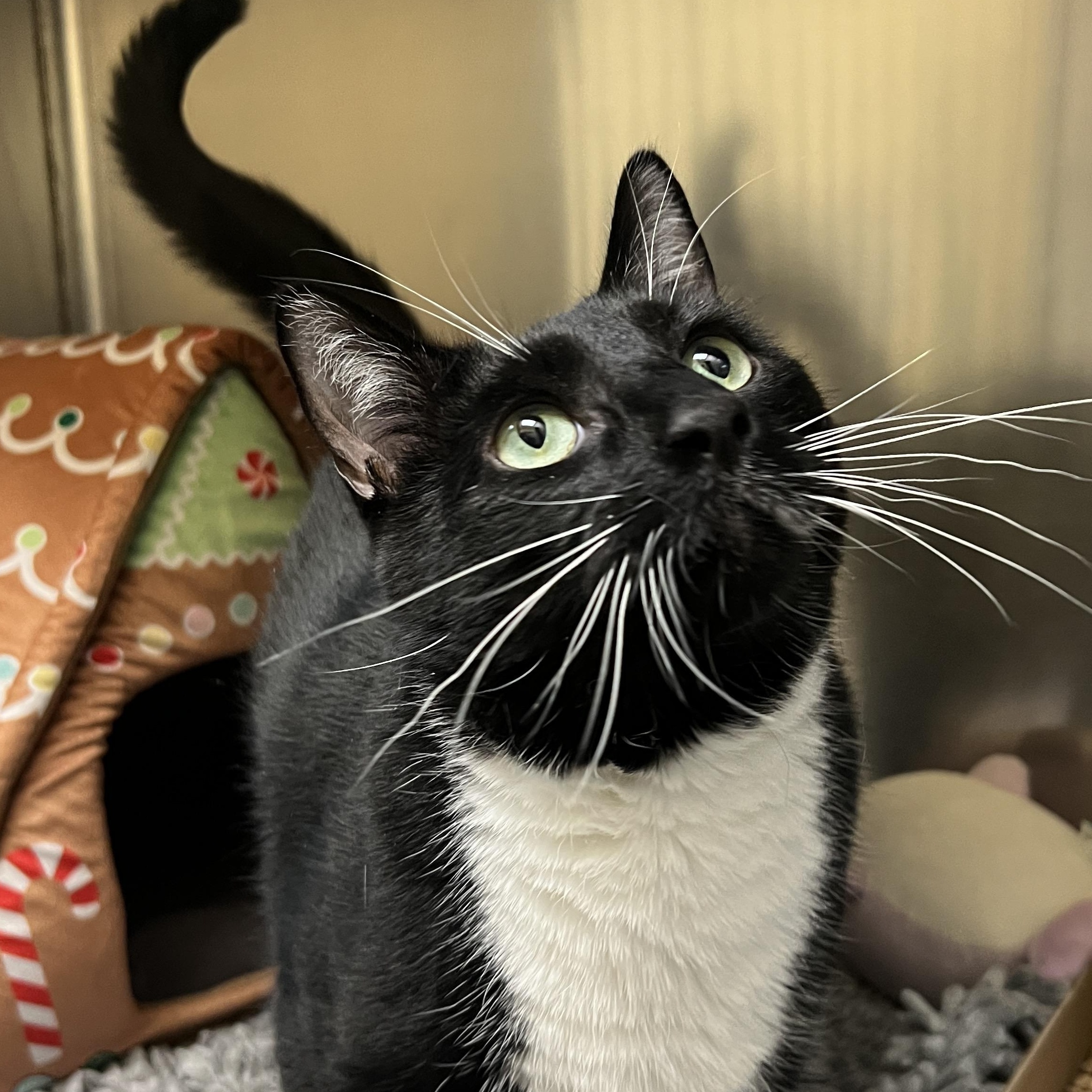 Enlarge Cosmo, a ADOPTABLE Domestic Short Hair in Eatontown, NJ image 2/4
