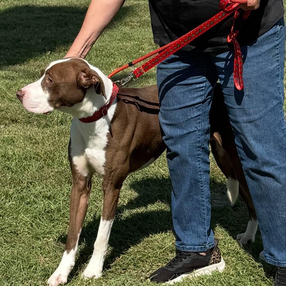 Toby, an adoptable Pit Bull Terrier in Bend, OR, 97702 | Photo Image 4