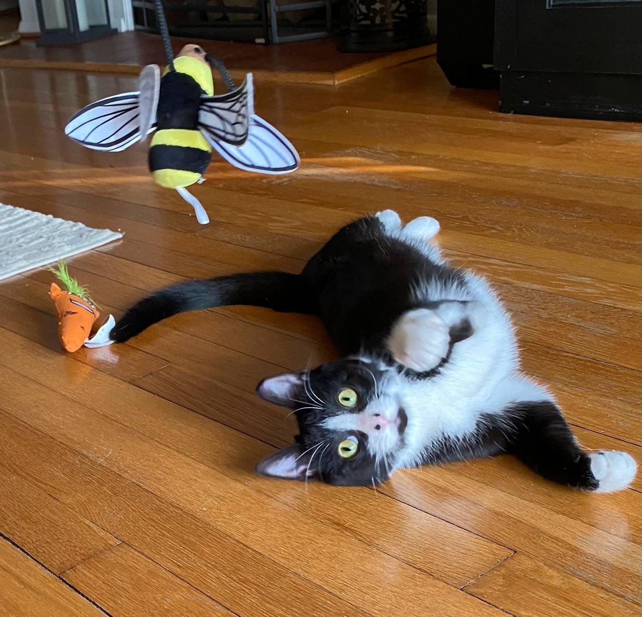 Bugsy, adopted, Kitten Female Domestic Short Hair.