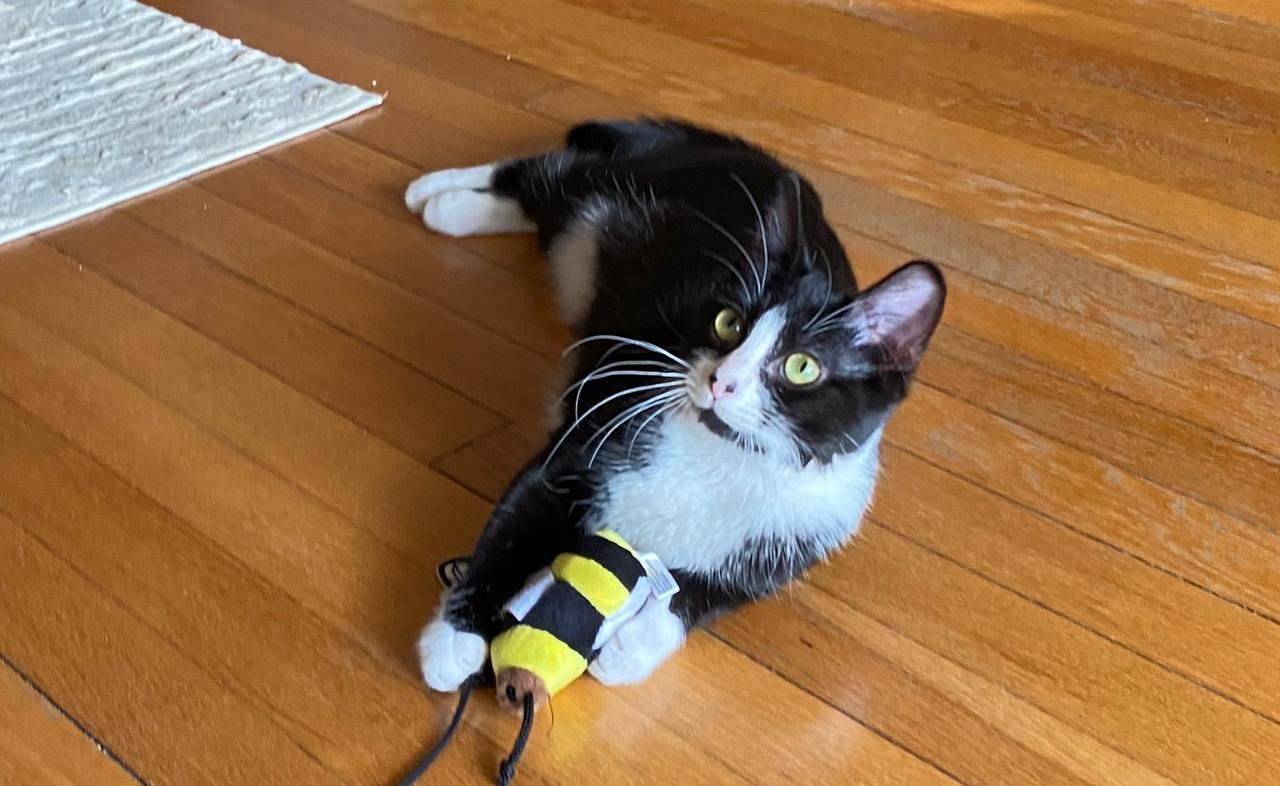 Bugsy, an adopted Domestic Short Hair in Hampton, VA image 4/4