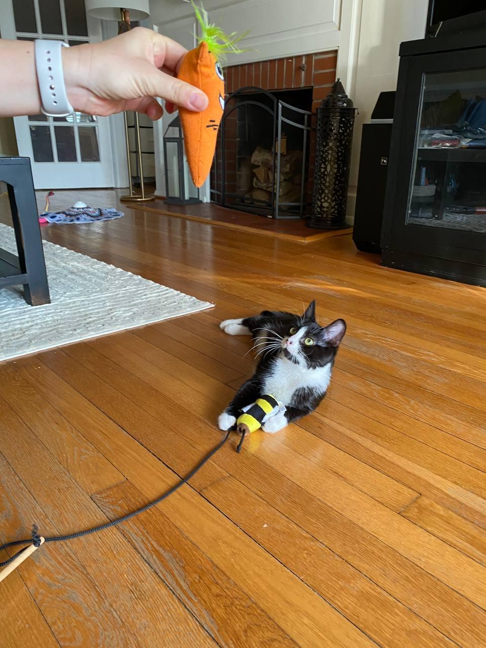 Bugsy, an adopted Domestic Short Hair in Hampton, VA image 3/4
