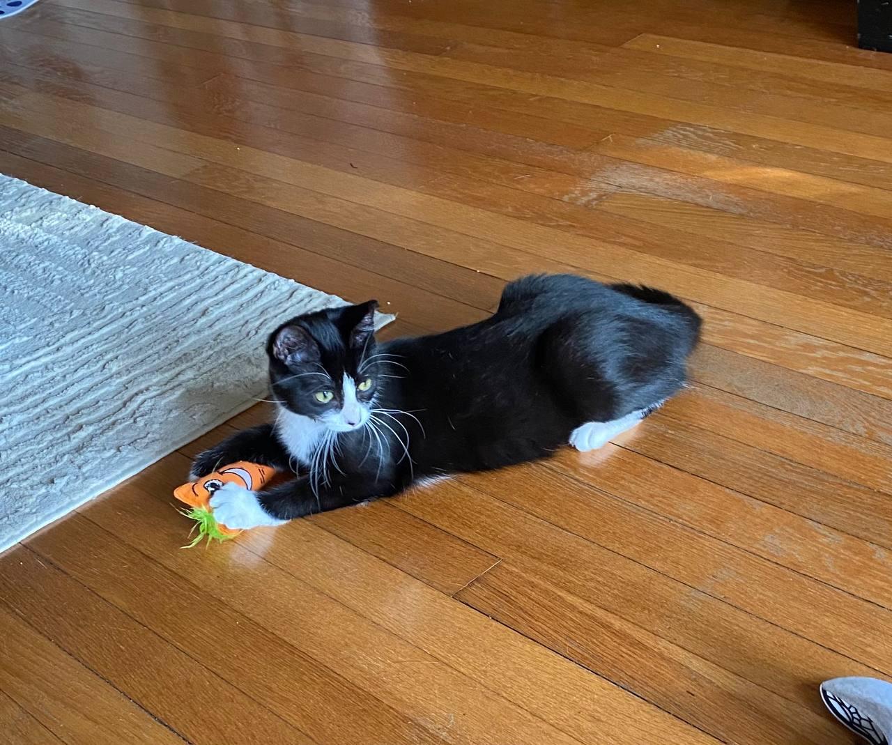 Bugsy, an adopted Domestic Short Hair in Hampton, VA image 2/4