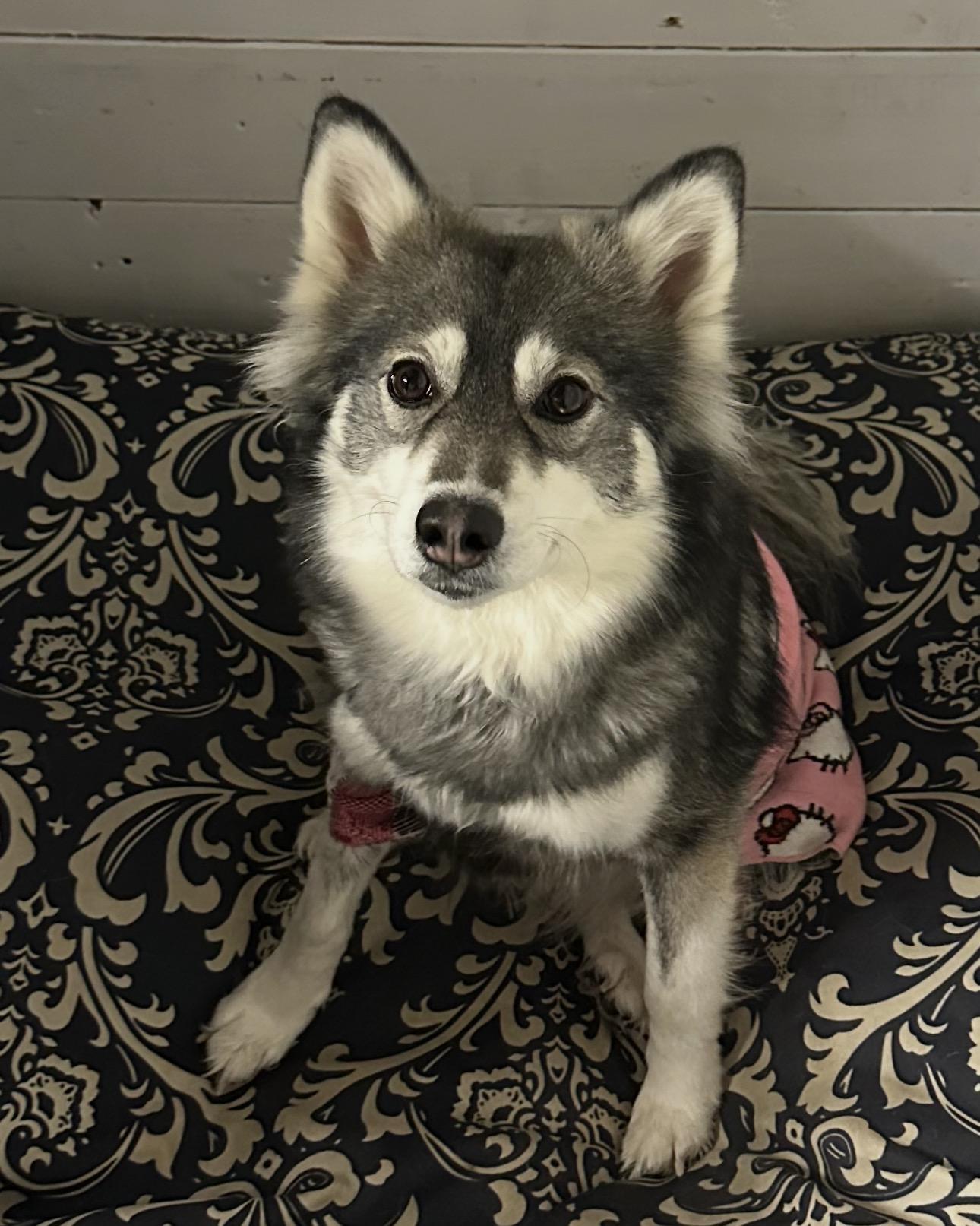 Kandy, a ADOPTABLE Pomsky in Wayne , NJ image 2/2
