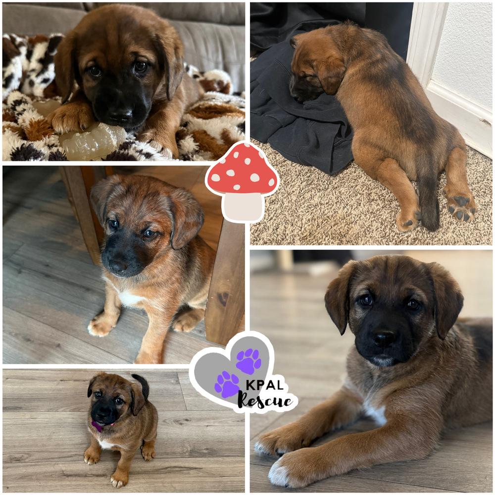 Shiitake - Mushroom Litter, Adopted, Puppy Female Mixed Breed & Mixed Breed.