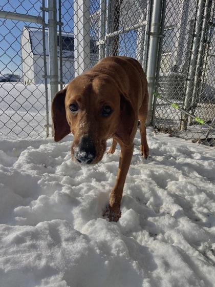 Enlarge Sam, a Adoptable mixed breed in Columbus, IN image 1/3