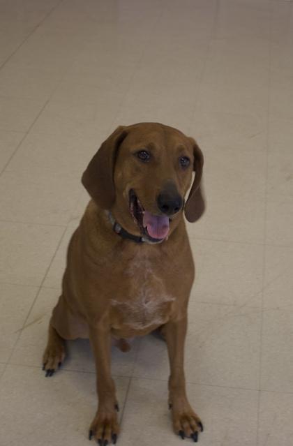 Enlarge Sam, a Adoptable mixed breed in Columbus, IN image 2/3