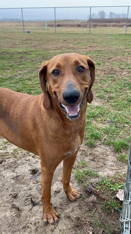 Enlarge Sam, a Adoptable mixed breed in Columbus, IN image 2/3